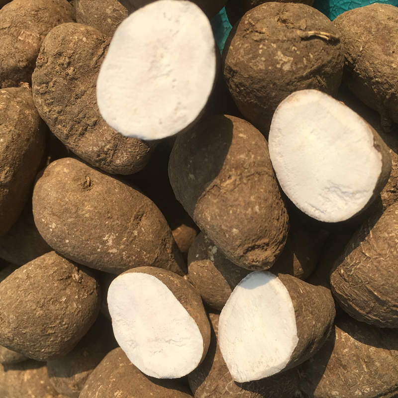 浙江金线吊葫芦石老鼠三叶青中药石猴子粉蛇附子三叶青100克装