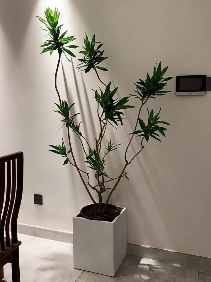 造型百合竹大型盆栽龙血树室内客厅北欧风网红绿植净化空气大植物白