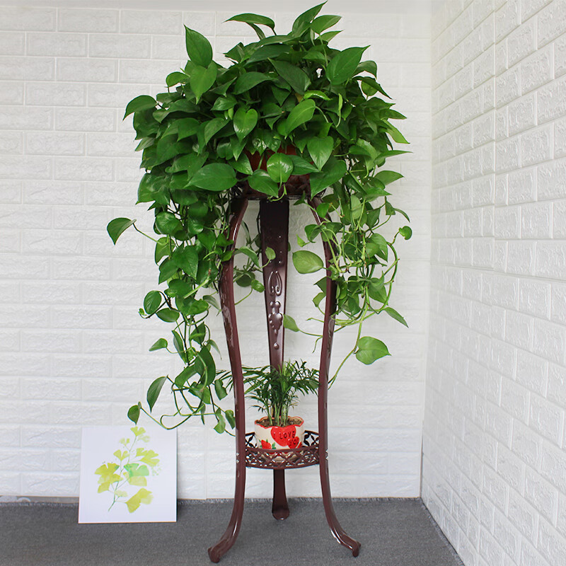 梓椿 欧式花架铁艺多层室内落地式绿萝花架子客厅置物阳台简约家用