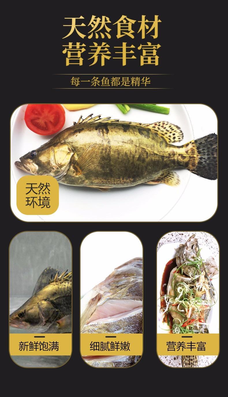 鳜鱼桂鱼季花鱼现杀新鲜活冻淡水鱼水产顺丰 2-3条/约4斤【图片 价格