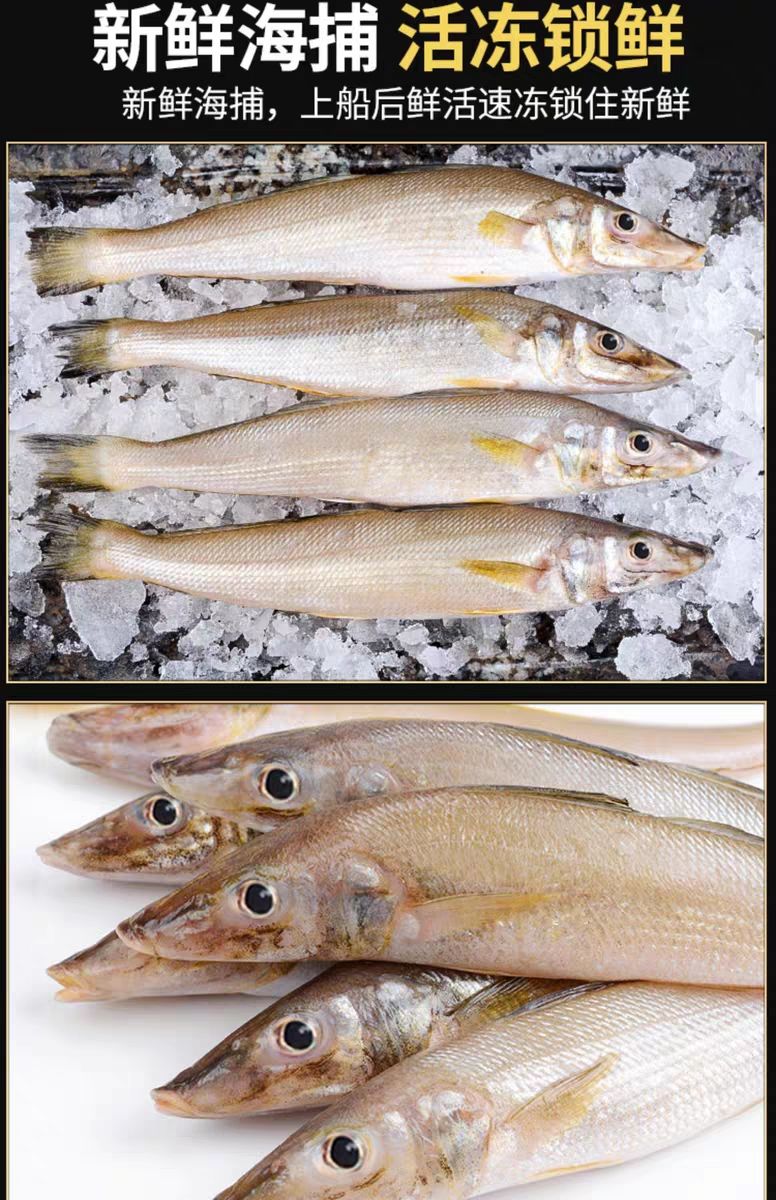 沙丁鱼新鲜批发鲜活冷冻冰鲜海鲜大个沙丁鱼3斤肉嫩刺少真空锁鲜顺丰