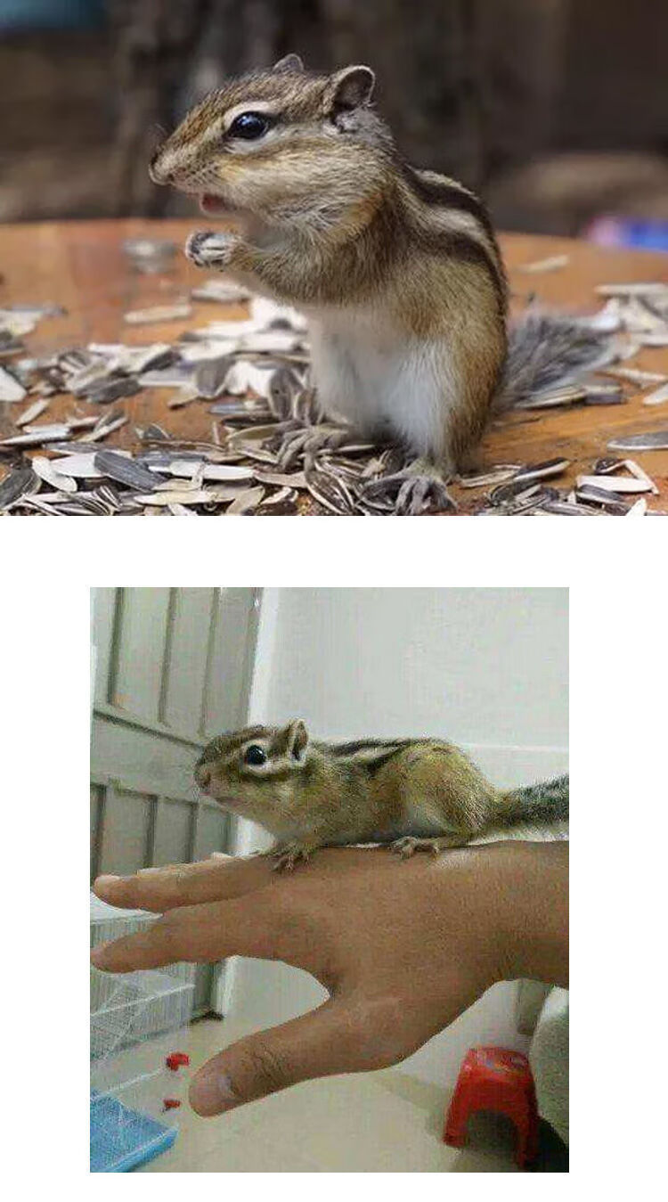 金花松鼠幼崽 两只(一公一母)【图片 价格 品牌 报价】-京东