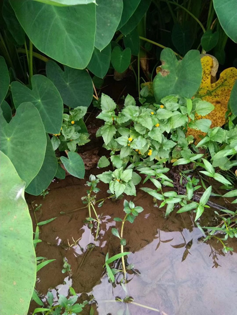 水培沼泽过滤箱挺水植物美人蕉莺尾水菖蒲水芋龟缸过滤水草铜钱草紫芋