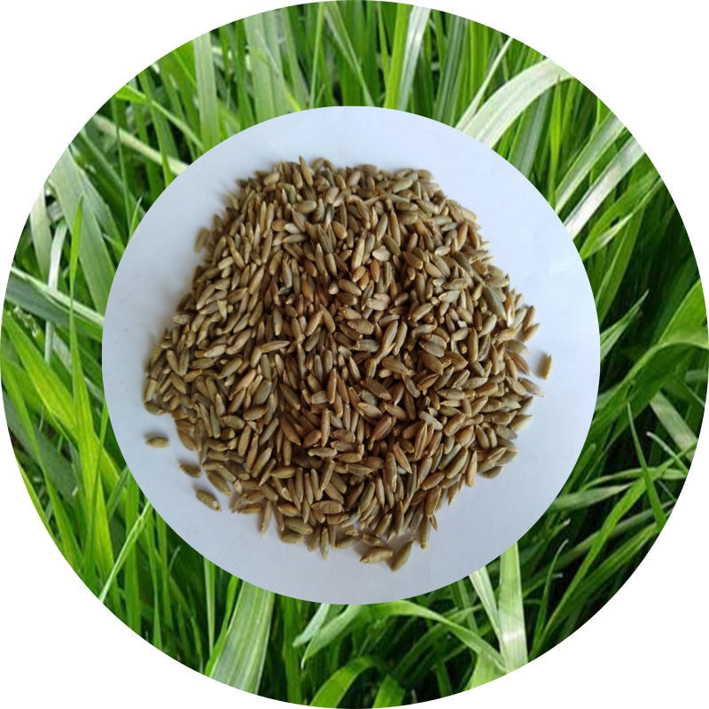 批发牧草种子冬牧70黑麦草种子牛羊鱼家禽草籽南北方冬牧70种子冬牧70