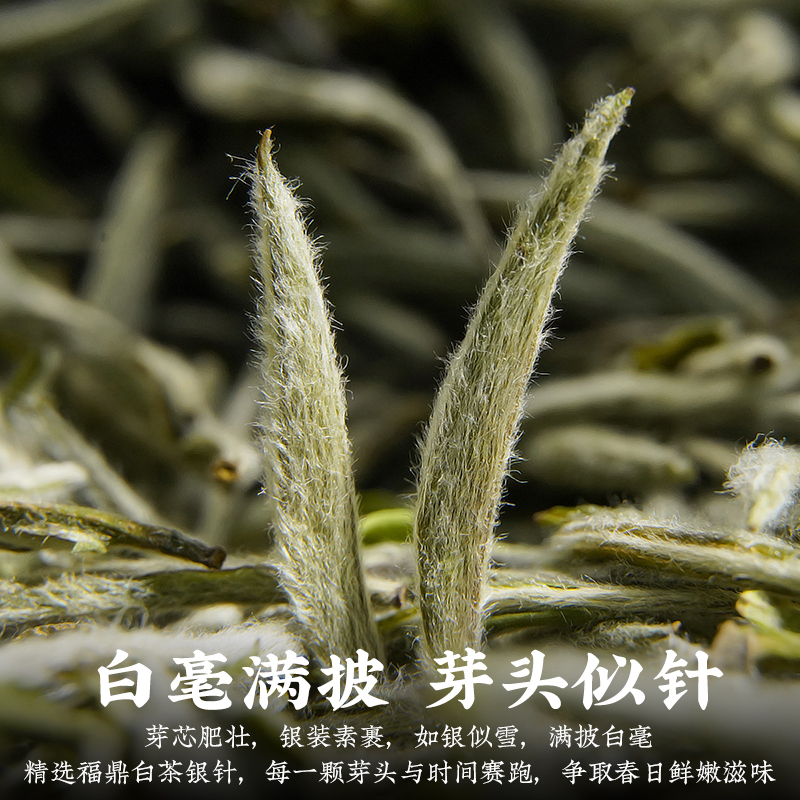 陈一凡 白毫银针 特级高山品质老白茶单芽嫩芽高山老白茶 精选福鼎