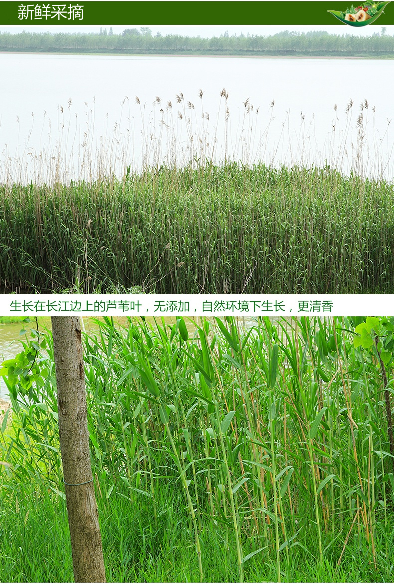 新鲜粽叶采摘芦苇叶 新鲜芦苇叶大粽子叶 7斤【图片