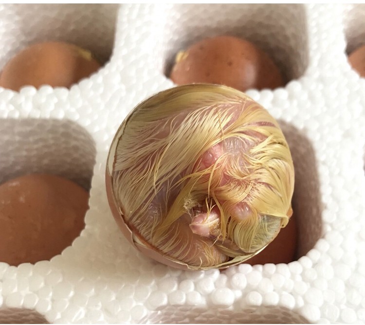 毛蛋鸡胚蛋毛鸡蛋新鲜凤凰蛋18-20天毛胚蛋生的 30枚