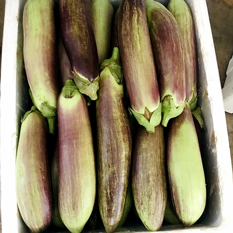 云南冰川茄子新鲜蔬名菜脆皮糯花茄特色餐厅酒店食材2500g