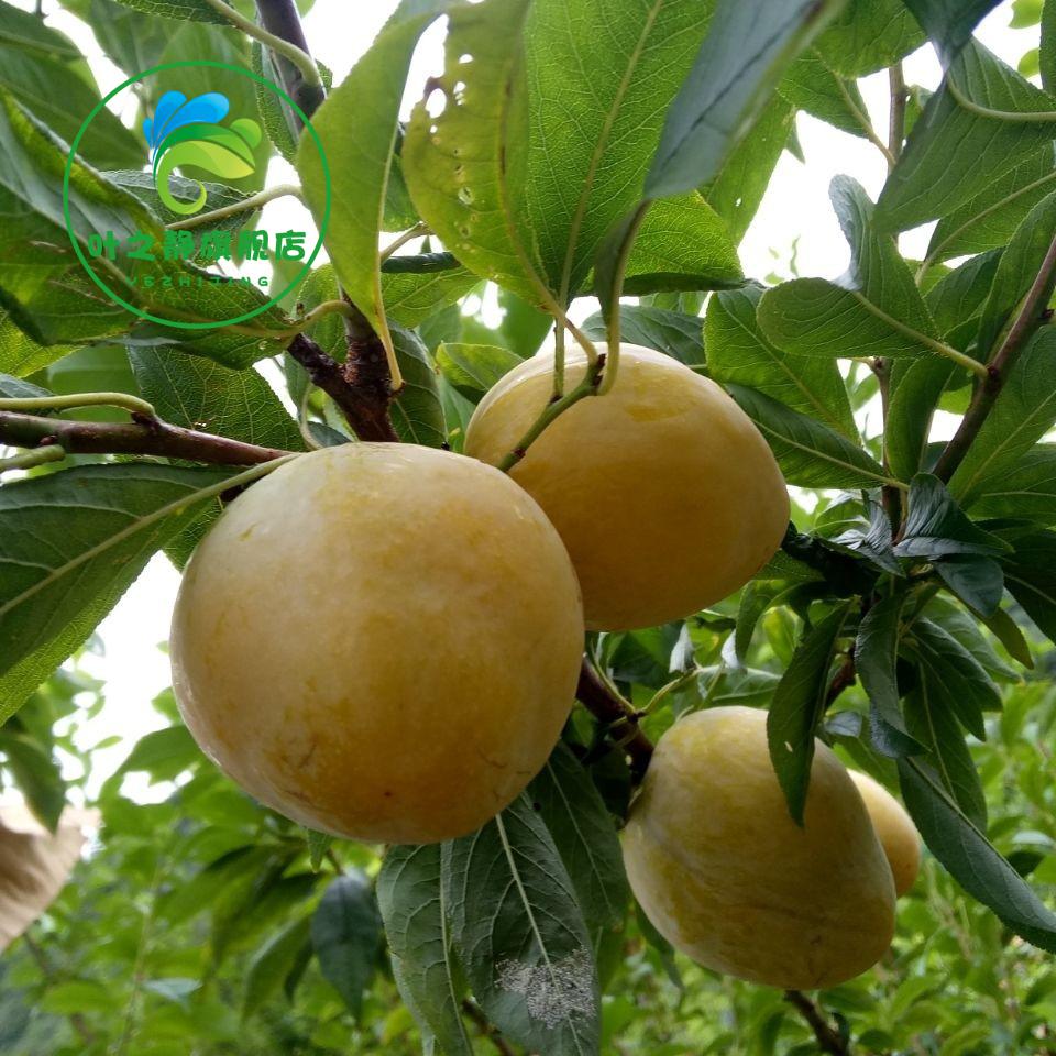 蜂糖李子树苗嫁接苗南方北方种植特大四川脱骨李盆栽地栽当年结果5年
