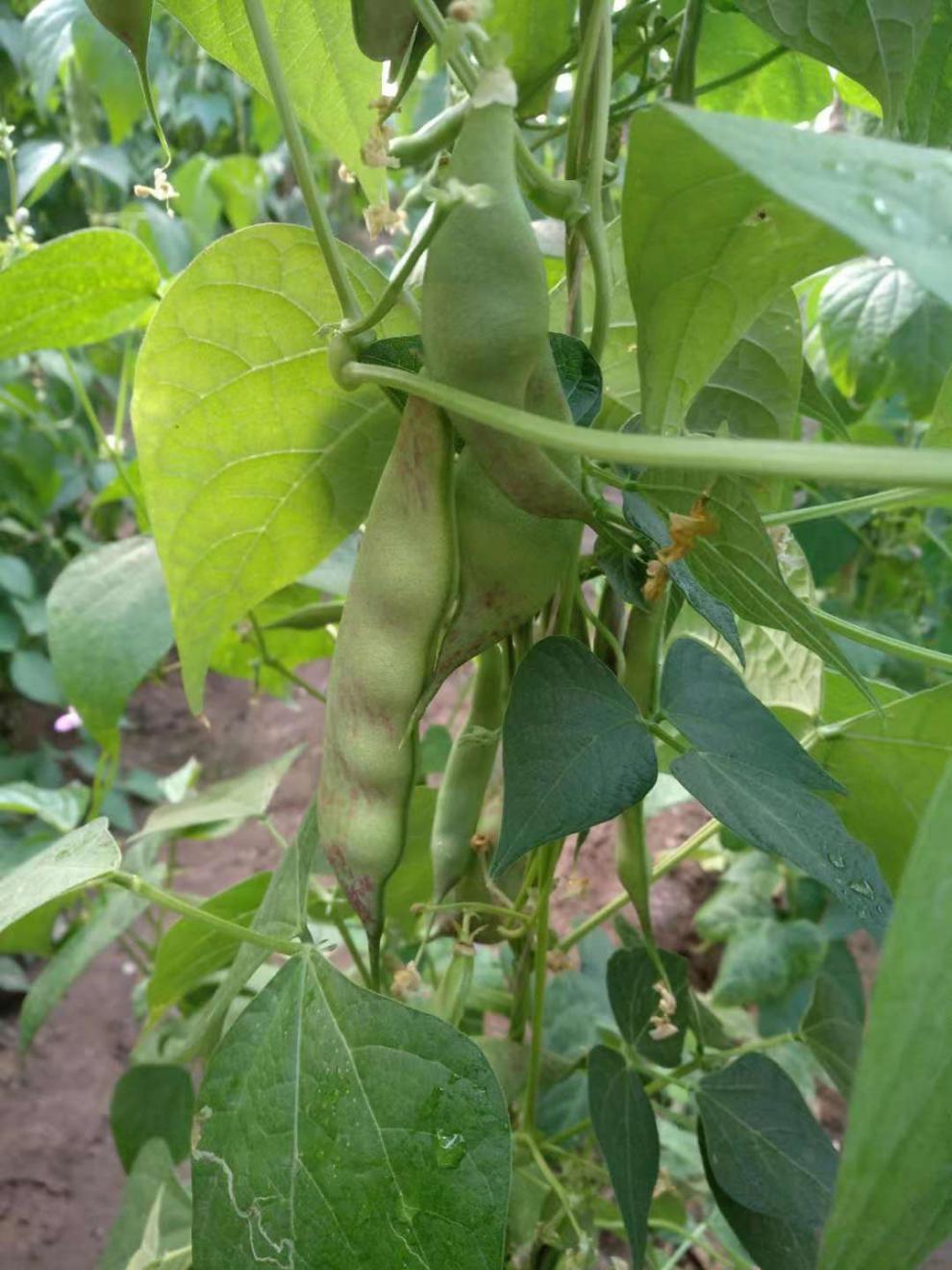东北油豆角特产豆角新鲜蔬菜一点红油豆角面豆角开锅烂农家3斤