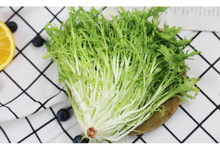 新鲜苦菊500克新鲜苦叶苦苣苦菜生菜沙拉菜苦细叶生菜狗牙菜新鲜苦菊