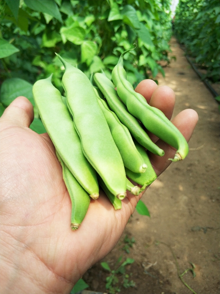 东北油豆角 九月青新鲜蔬菜开锅烂宽面豆角 2斤