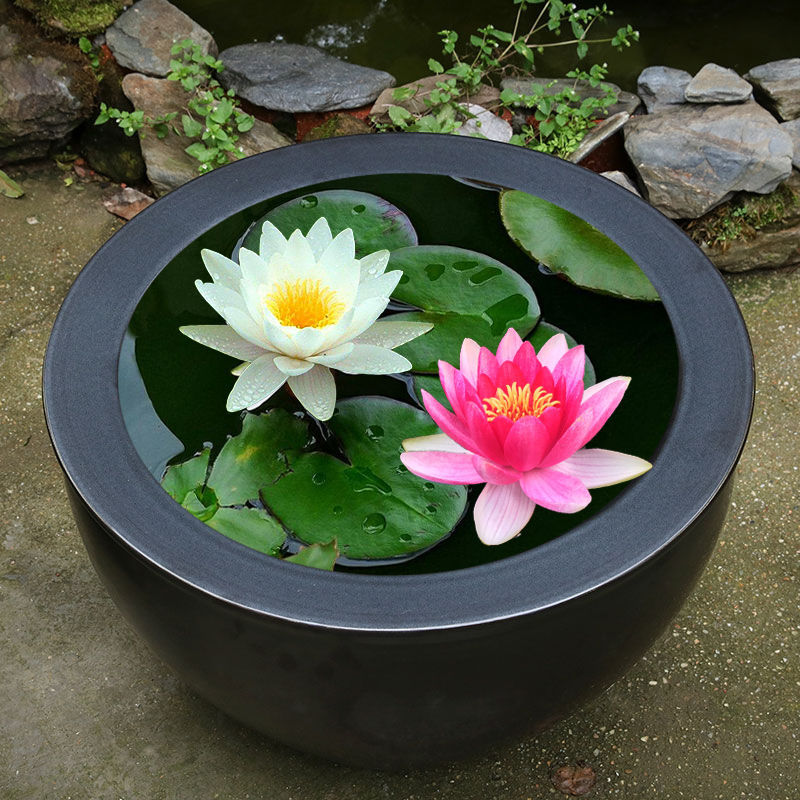 精选带花苞四季盆栽睡莲水培植物室内大睡莲根块鱼缸大型池塘莲花大