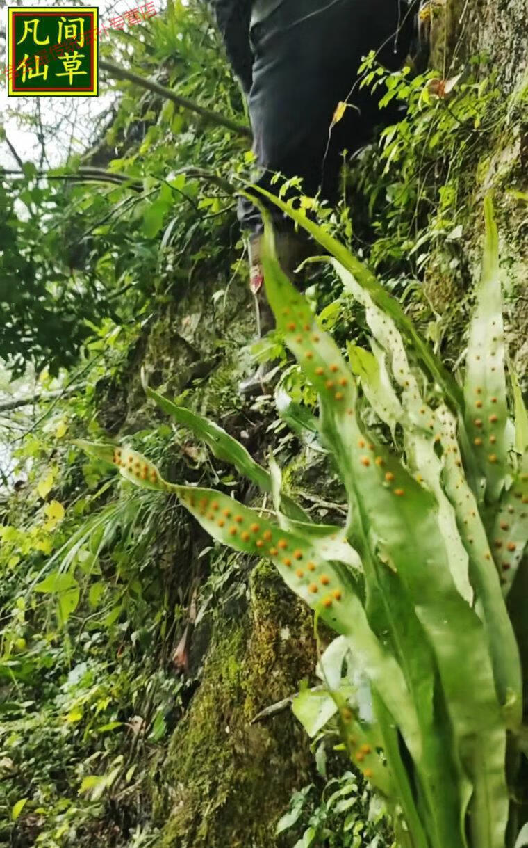 康中尊化石草野生老挝结石中草肾精茶养生茶排250g肾精草新货
