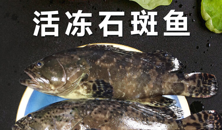 石斑魚鮮活冷凍現捕大龍膽魚海鮮珍珠斑鮮活水產魚類3斤