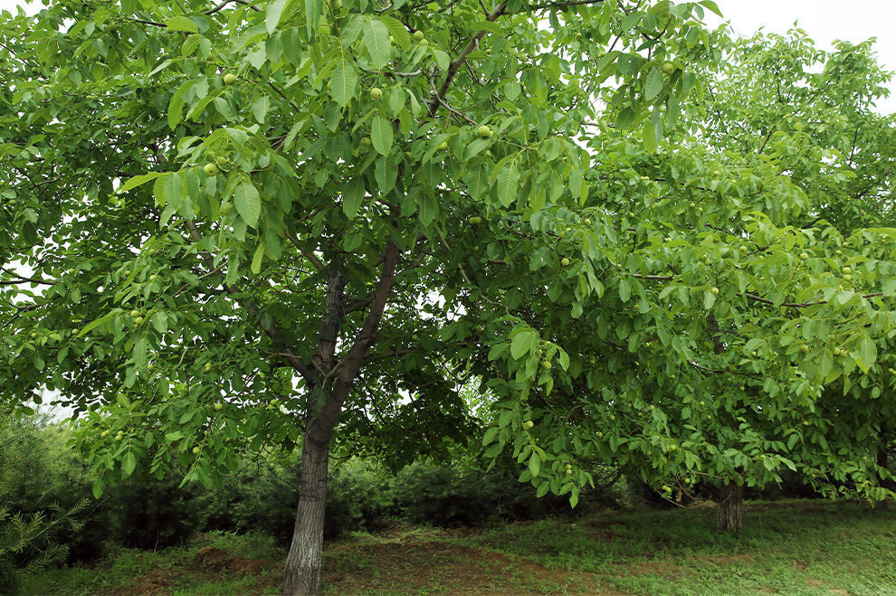 核桃仁新货500g新鲜袋装原味山核桃肉散装批发整仁大桃仁 现剥核桃仁