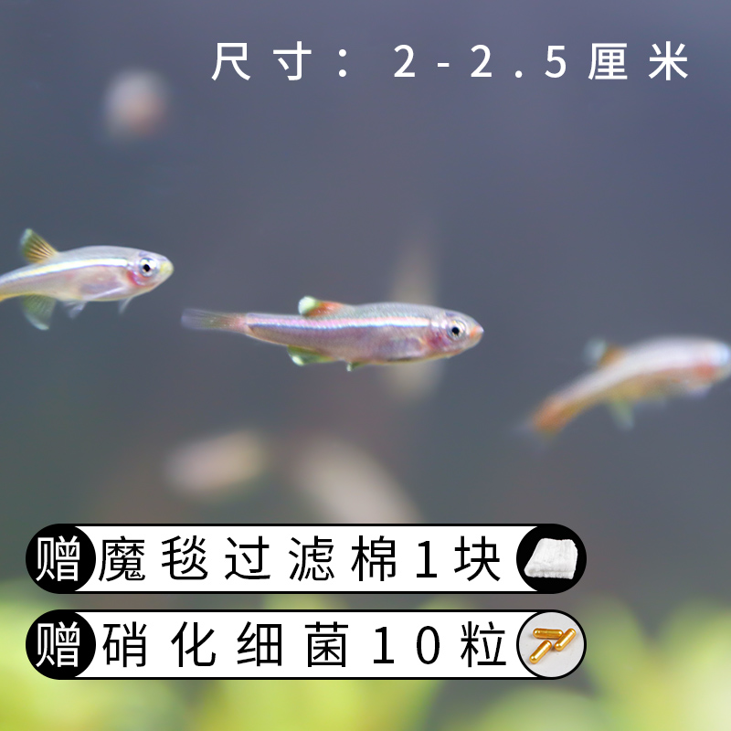 逸樂寵 白雲金絲魚觀賞耐活小型活體原生魚冷水不加溫淡紅尾燈科魚練