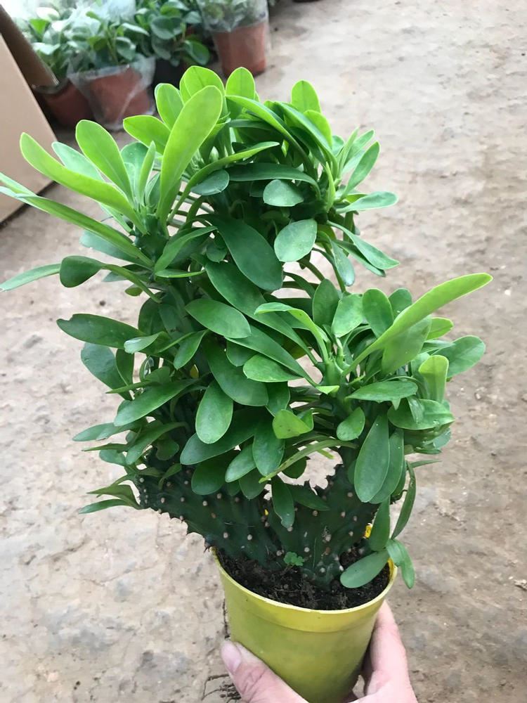 玉麒麟盆栽花仙人掌麒麟掌盆栽带叶子绿色植物 20cm左右高一盆 不含盆