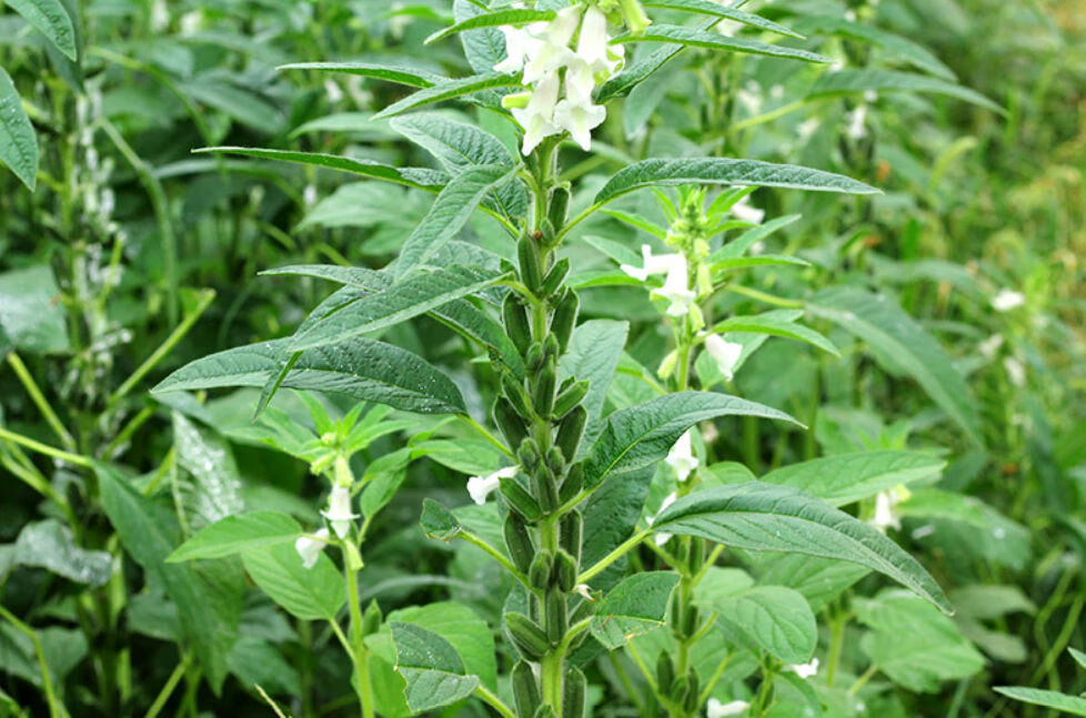 农晒制干芝麻叶干菜野菜芝麻油叶子新货河南特产芝麻叶面条干菜 干