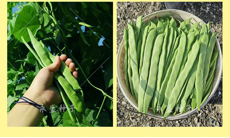 扁豆種孑高產芸豆種籽大全刀豆種子四季豆孑扁豆角種綠龍3號豇豆 綠龍