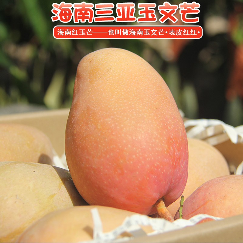 顺丰红玉芒海南三亚特产玉文芒红皮特大芒果紫红爱文忙芒红金龙热带