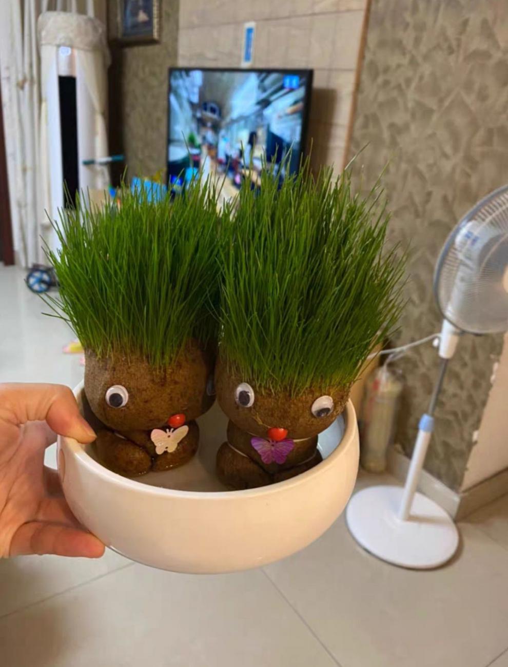 泰西丝长草娃娃创意草头娃娃桌面迷你小盆栽卡通办公室青草种植小老鼠