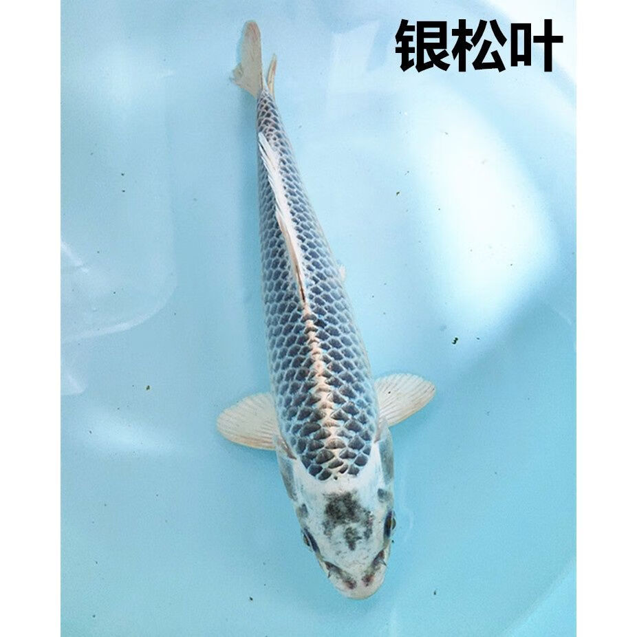 觀賞黃金魚苗松葉錦鯉銀松葉龍鳳錦鯉活體魚苗活體魚觀賞魚 孔雀錦鯉