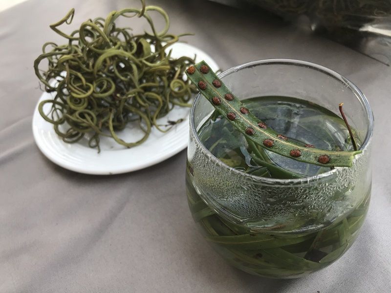 云南草茶草茶 肾精茶 紫蓝草猫耳草猫须草 250g