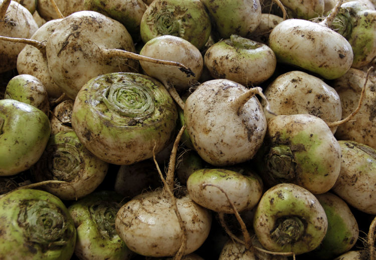 2021年恰玛古新鲜上市新疆柯坪县恰玛古芜菁蔓菁食品蔬菜批发整箱 5斤