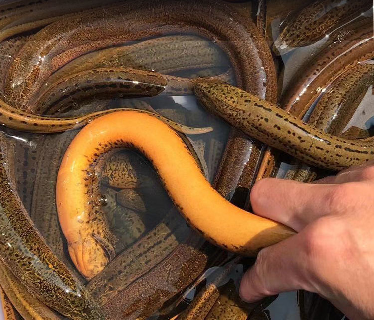 稻田黄鳝鱼长鳝丝淡水鱼活体大黄鳝 生态礼盒定制款 现杀(去内脏掉秤