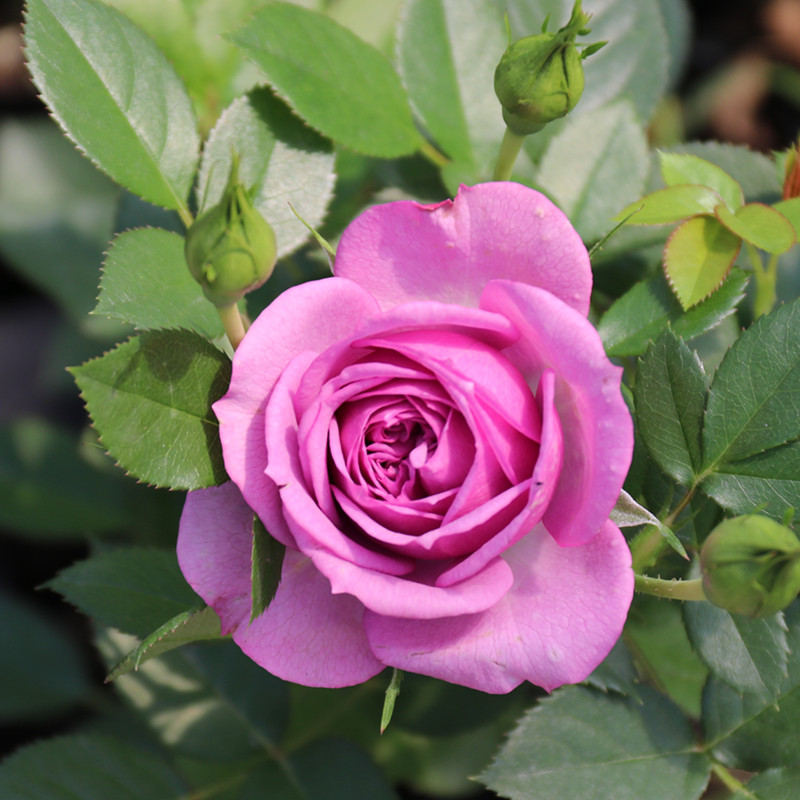 薰衣草门廊/紫色花环 欧洲微月月季花苗阳台窗台盆栽 抗病 薰衣草门廊
