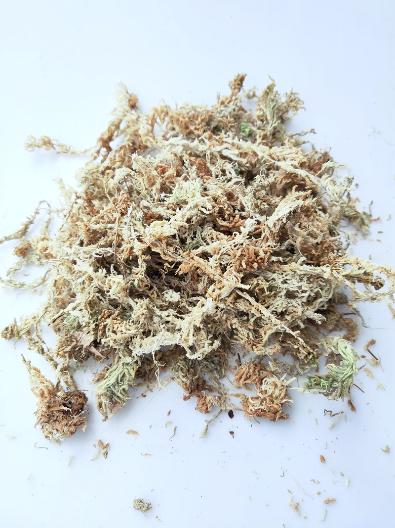 智利水苔智利毛毛虫水苔蝴蝶兰换种盆种植土保湿透气乌龟冬眠孵化宠物