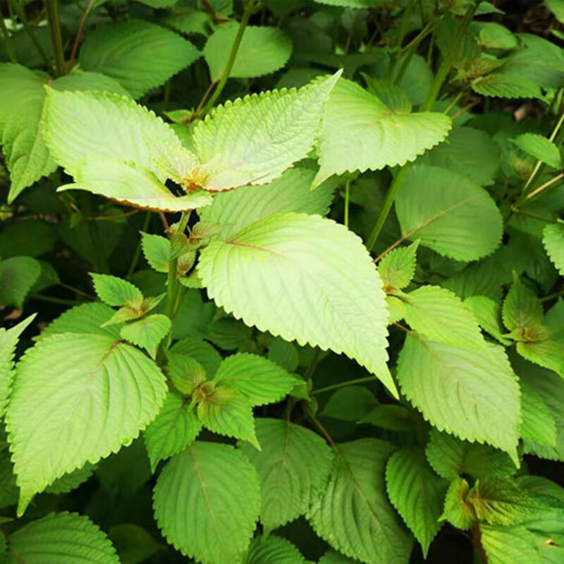 苏子叶新鲜蔬菜紫苏叶当季叶菜绿色农家现摘烤肉包肉饭蘸酱菜1斤苏子