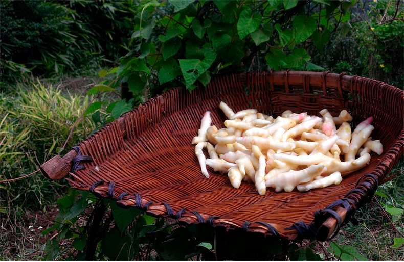 姜糖块罐装红糖蜂蜜嫩生姜肉手工水晶蜜姜片零食正宗乳