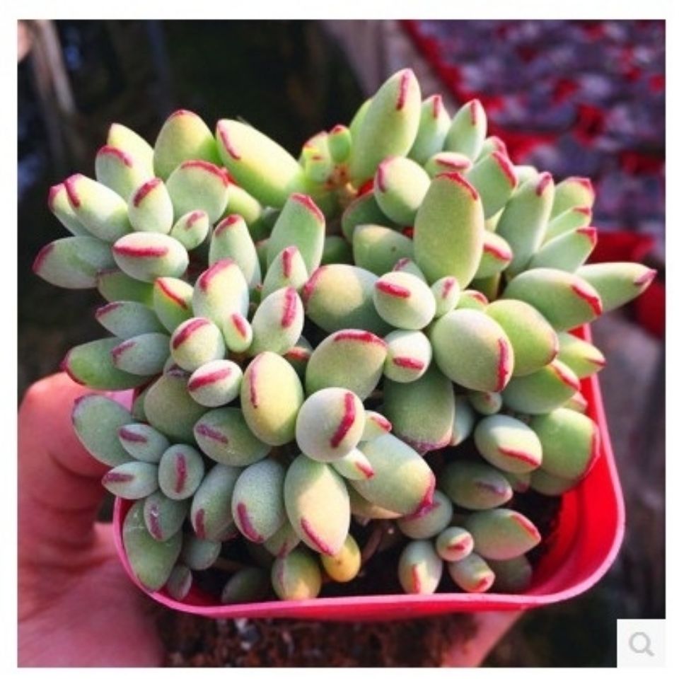 园艺乒乓福娘老桩精灵豆中华福娘多头多肉植物防辐射肉肉植物多肉