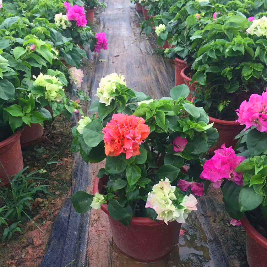 是否含花盆:不含盆适用空间:庭院品种:三角梅类别:草本花卉开花季节