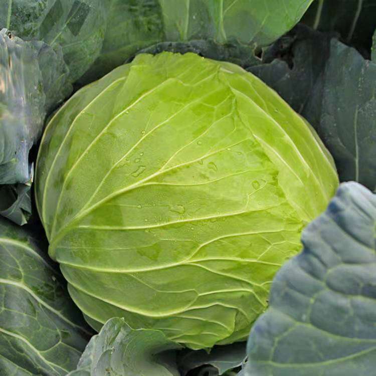 新鲜包菜高山圆白菜卷心菜莲花白手撕包菜新鲜蔬菜5斤10斤带箱910斤