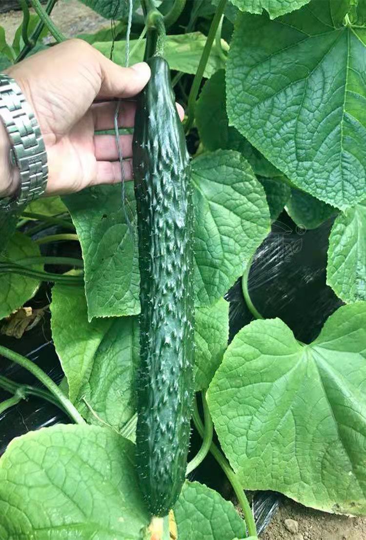 黄瓜种子高产春夏秋季耐热绿瓢密刺黄瓜种籽庭院四季阳台蔬菜种孑 -量