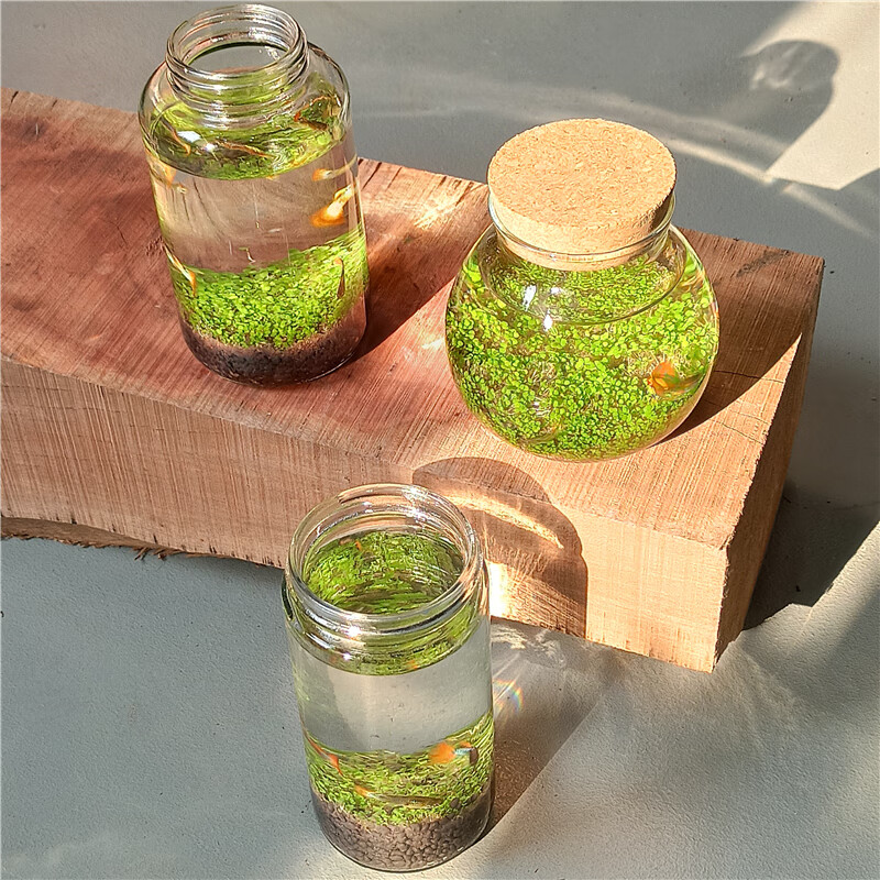 微景观生态瓶创意迷你玻璃瓶鱼缸办公室绿植水草种子发芽记录 圆柱