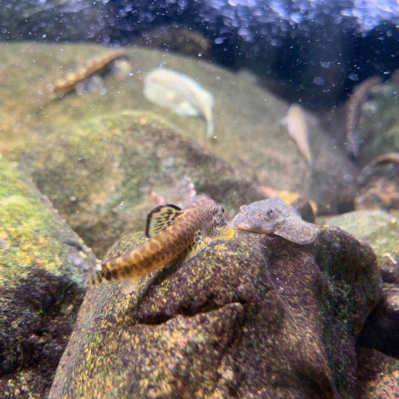 kjhgf冷水清道夫琵琶鳅双吸盘贵州爬岩鳅除藻吃垃圾鱼缸清洁工具观赏