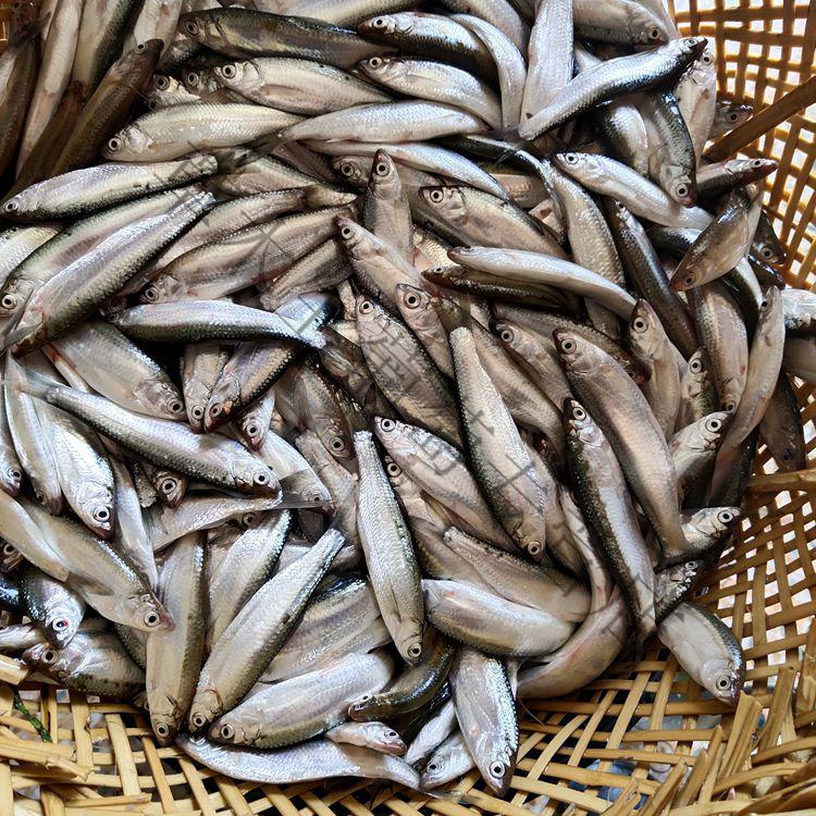 fghgh射阳河现杀刁子鱼小白鱼新鲜小鱼小餐条白条淡水鱼小杂鱼2斤