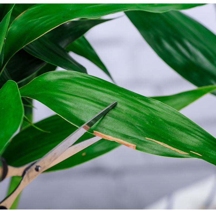 发财竹植物大叶竹转运竹盆栽植物室内绿植花卉隆鼎1米左右20枝生根粉