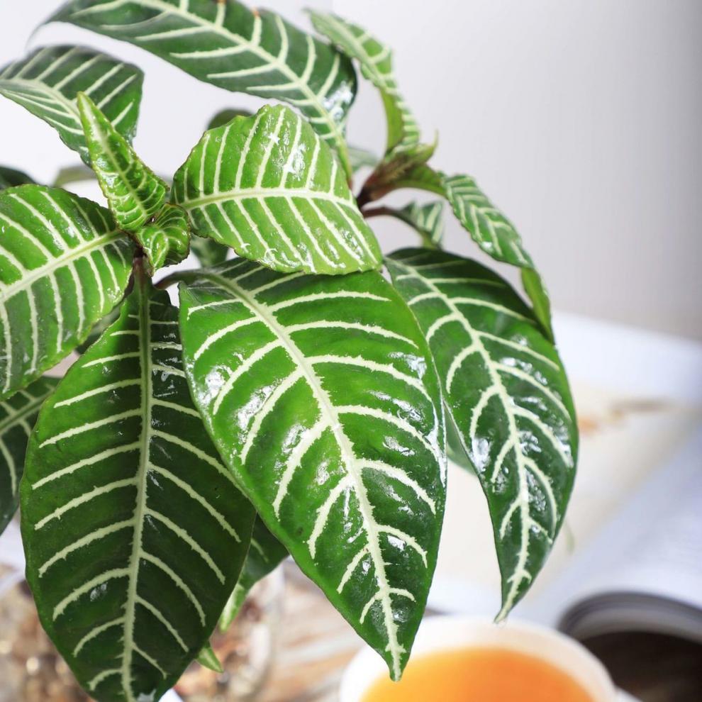 雪景木水培植物室内绿植花卉盆栽好养水养易活四季客厅花一棵雪景木不