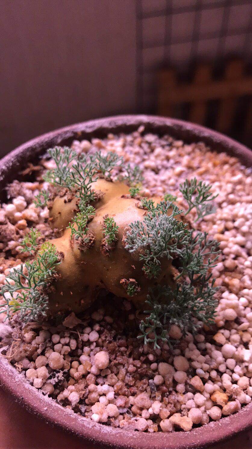 多肉白皮月界小苗白皮月界多肉稀有块根块茎多肉纯种白皮非杂交虎雀a 