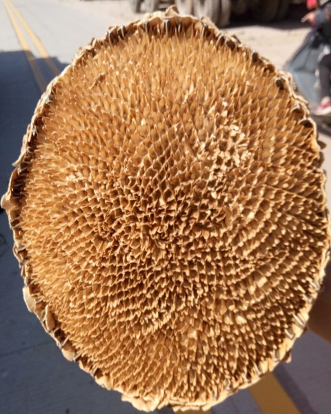 葵花盘吉林盐碱地向日葵花盘整个中药材干向日葵花盘粉葵花盘500g