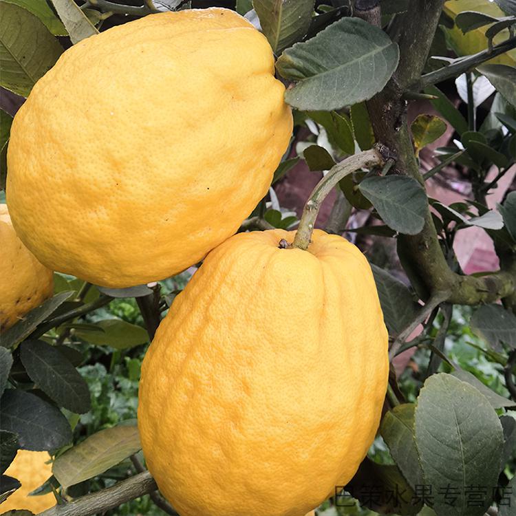 5a品质特清香云南香缘大果新鲜香橼果佛手柑水果28斤现摘香园清供室内