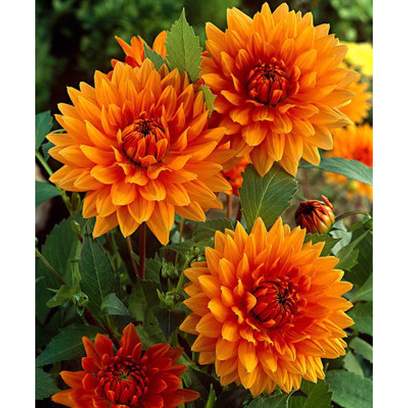 花友荷兰进口大丽花种球地瓜花大丽花球根花大地栽盆栽四季开花大球