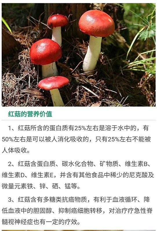 红菌菇的功效与作用图片