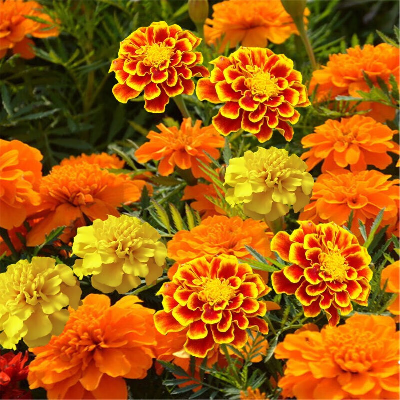 野花组合四季开花种子耐寒花种易活百日草波斯菊花卉草花庭院花籽