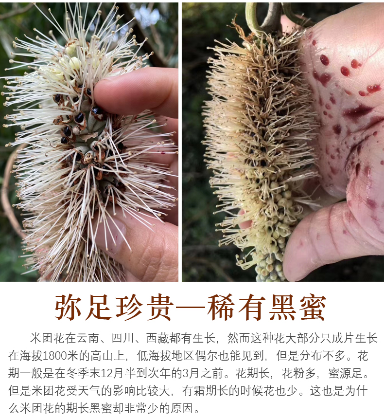 雲南高原黑蜂蜜天然土蜂蜜黑蜜米團花蜜500g百花蜜巢蜜 帶巢黑蜜